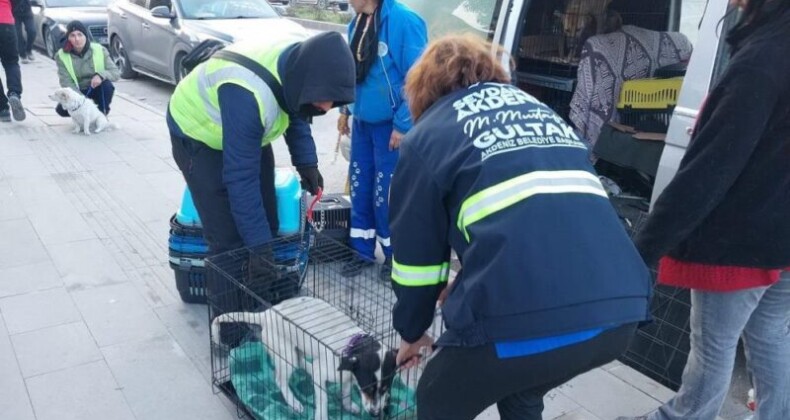 Akdeniz Belediyesi sokakta yaşayan canlıları da unutmadı