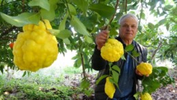 1 kiloyu geçen sıra dışı büyüklükte bergamot yetiştirdi