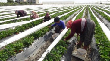 Mersin’de açıkta çilek hasadı başladı: 80 bin ton ürün bekleniyor