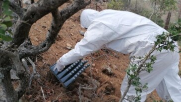 ‘Terminatör’ böcekler iş başında