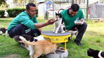 Mersin’de 2022 yılı içerisinde 6 bin 500 kedi ve köpek kısırlaştırıldı