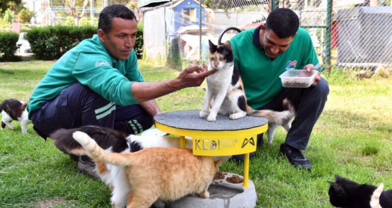 Mersin’de 2022 yılı içerisinde 6 bin 500 kedi ve köpek kısırlaştırıldı