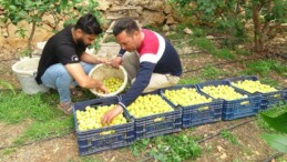 Sezonun ilk örtü altı kayısı hasadı yapıldı