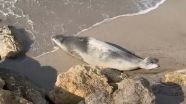 Akdeniz fokları Mersin sahillerinde kendini gösterdi