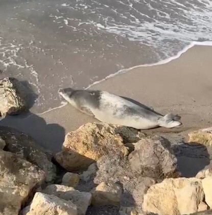 Akdeniz fokları Mersin sahillerinde kendini gösterdi