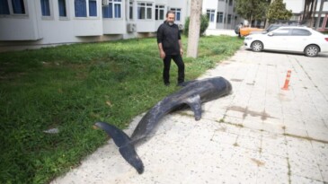Mersin’de dev yunus balığı ölü olarak karaya vurdu