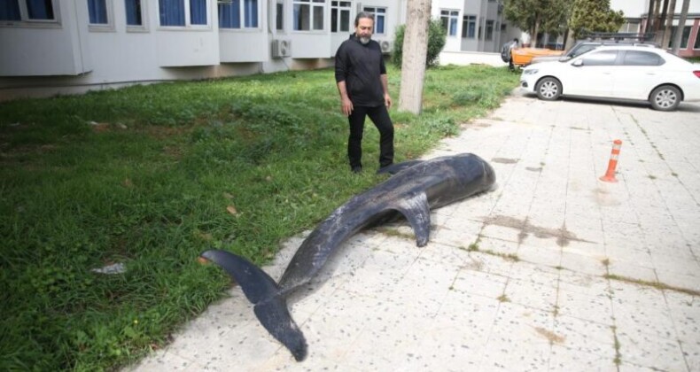 Mersin’de dev yunus balığı ölü olarak karaya vurdu
