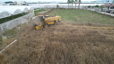 AKDENİZ’DE 10 BİN YILLIK ATA TOHUMU OLAN KARAKILÇIK BUĞDAY HASADI YAPILDI
