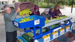 MUT’TAKİ ERİK ÜRETİCİSİNE BOYLAMA MAKİNESİ DESTEĞİ
