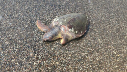 CARETTA CARETTA, ÖLÜ OLARAK SAHİLE VURDU