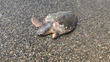 CARETTA CARETTA, ÖLÜ OLARAK SAHİLE VURDU