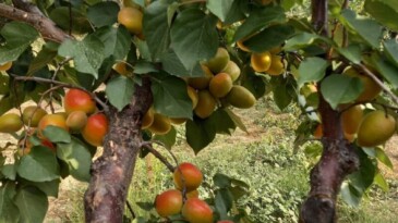 MERSİN’DE SOFRALIK KAYISI SEZONU SONA ERDİ