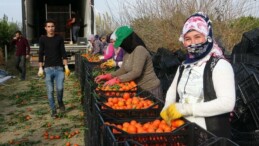 NARENCİYE İŞÇİ FİYATLARI 447 TL OLARAK BELİRLENDİ