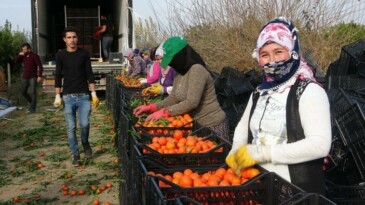NARENCİYE İŞÇİ FİYATLARI 447 TL OLARAK BELİRLENDİ