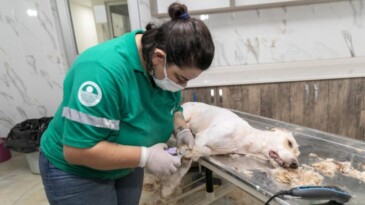  PATİLİ DOSTLARIN SAĞLIĞI VE KONFORU İÇİN ÖZEL HİZMET: PET KUAFÖR