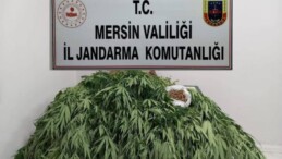 MERSİN’DE 341 KÖK KENEVİR ELE GEÇİRİLDİ