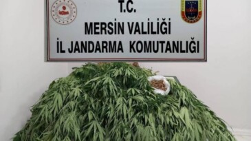 MERSİN’DE 341 KÖK KENEVİR ELE GEÇİRİLDİ