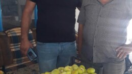 MERSİN’DE BEYAZ İNCİR ALTIN YILINI YAŞIYOR