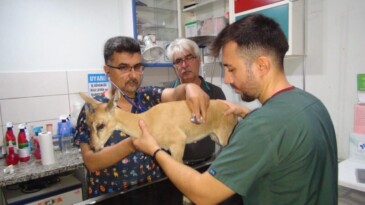 Köpekler tarafından saldırıya uğrayan ve tedavisi tamamlanan yavru dağ keçisi doğaya bırakıldı