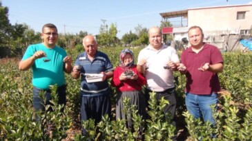 İhracata giden “aronya” süper meyvenin ilk hasadı yapıldı