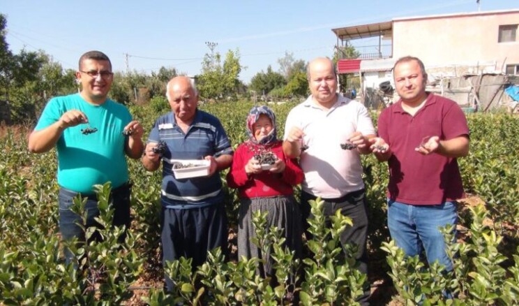 İhracata giden “aronya” süper meyvenin ilk hasadı yapıldı