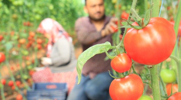 Türkiye’nin üretim merkezi Mersin’de örtü altı domateste hasat başladı