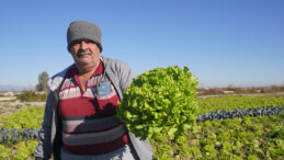 Yerli tohumlar tarıma ve çiftçiye can veriyor
