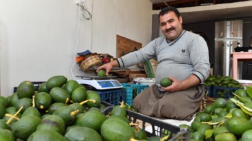 Büyükşehir’in tarımsal destekleri ile avokado üreticileri hasat yaptı