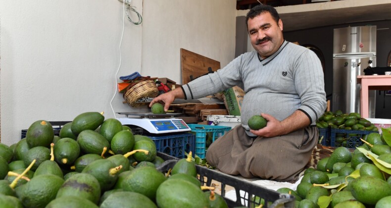 Büyükşehir’in tarımsal destekleri ile avokado üreticileri hasat yaptı