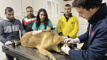 Tarsus’ta aracın ezdiği engelli köpek, emin ellerde
