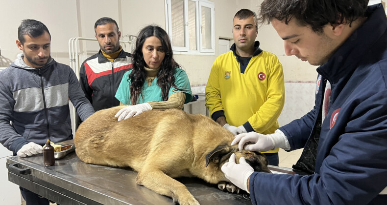Tarsus’ta aracın ezdiği engelli köpek, emin ellerde
