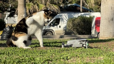 Kedinin dron ile oyunu gülümsetti