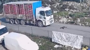 Kamyon köpeği ezdi, o anlar kameraya yansıdı