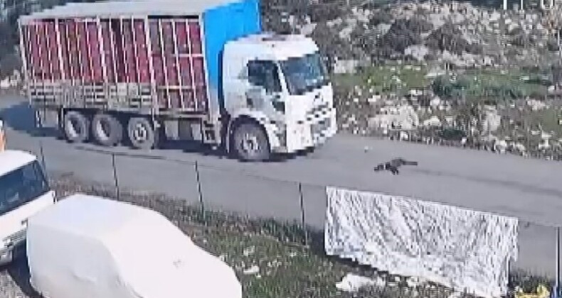 Kamyon köpeği ezdi, o anlar kameraya yansıdı