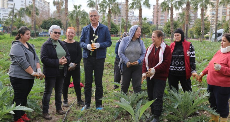 Mezitli’nin kadınları enginar üretiyor