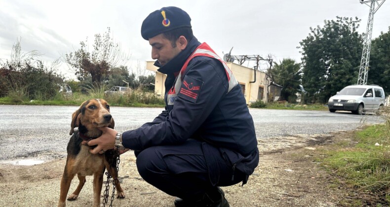 Köpek hırsızı jandarma ekiplerince yakalandı