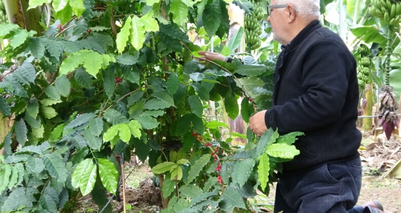 Kahve ağacı yetiştiren Mersinli üretici ilk ürünlerini aldı