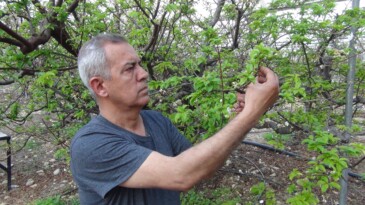 Mersin’de erik bahçeleri meyve vermeye başladı