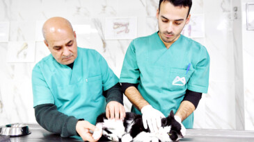 Büyükşehir patili bir dosta daha dokundu