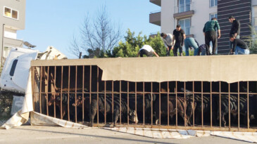Canlı hayvan taşıyan tır devrildi