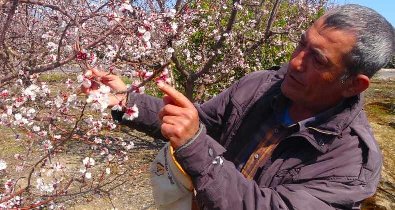 Kayısı ağaçları çiçek açtı, ortaya görsel şölen çıktı