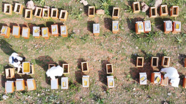Kilosu bin TL: Sağlık açısında altın değerindeki polende hasat başladı