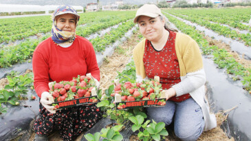Kilosu 50 TL’ye kadar düştü: Çilekte açıkta hasat zamanı