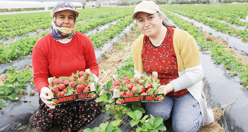 Kilosu 50 TL’ye kadar düştü: Çilekte açıkta hasat zamanı
