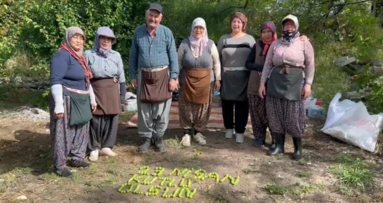 Tarım işçileri 23 Nisan’ı erik hasadı yaparken kutladılar