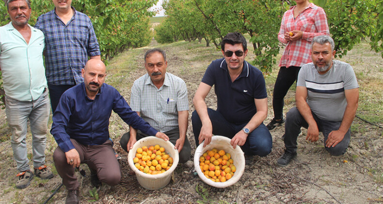 Mersin’de açık alanda kayısı hasadı başladı