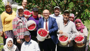 Mersin’de turfanda kiraz hasadı başladı