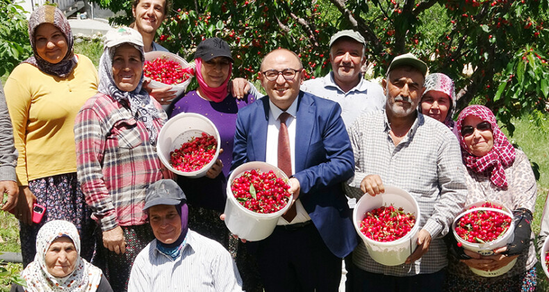 Mersin’de turfanda kiraz hasadı başladı