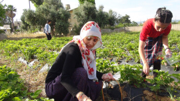 Milli Eğitim Müdürü şalvar giydi, yazma taktı, öğrencilerle birlikte çilek hasat etti