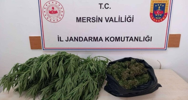 Kovalarda uyuşturucu yetiştiren 2 şüpheli yakalandı